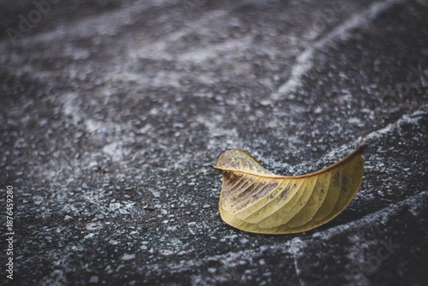 Obraz Single leaf wet ground symbolizing solitude and fragility.