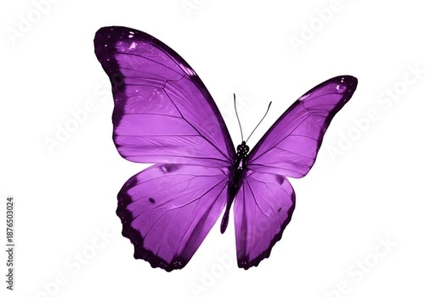 Obraz Amethyst Wings