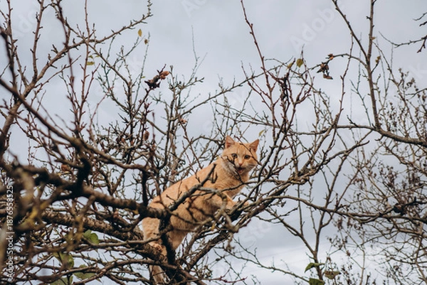 Obraz Orange cat exploring bare winter tree branches