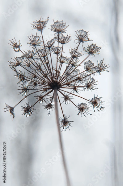 Obraz 
snow covered plant