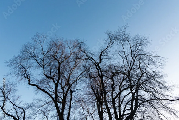 Obraz Dry tree branch on a winter day.