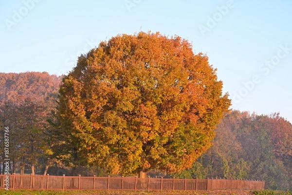 Obraz 山本山高原で見られる朝の紅葉風景（新潟県小千谷市）