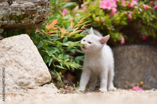 Obraz 5月、すくすく育つ白い仔猫