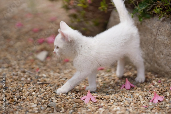 Obraz 5月、すくすく育つ白い仔猫