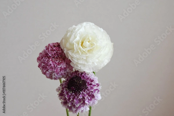 Obraz ラナンキュラスとスカビオサ