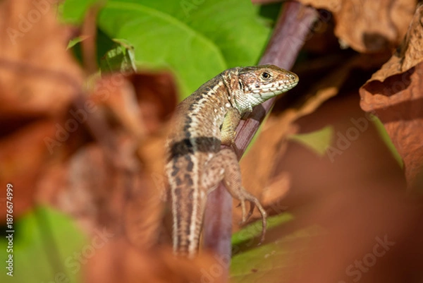Obraz Common lizard female