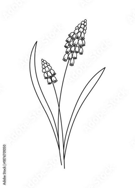 Obraz Muscari Spring Flower Vector Illustration