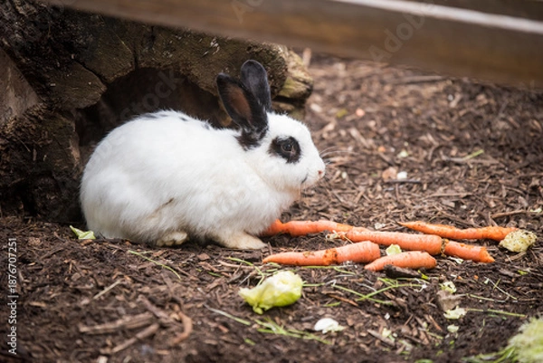 Obraz White rabbit eating carrots outside