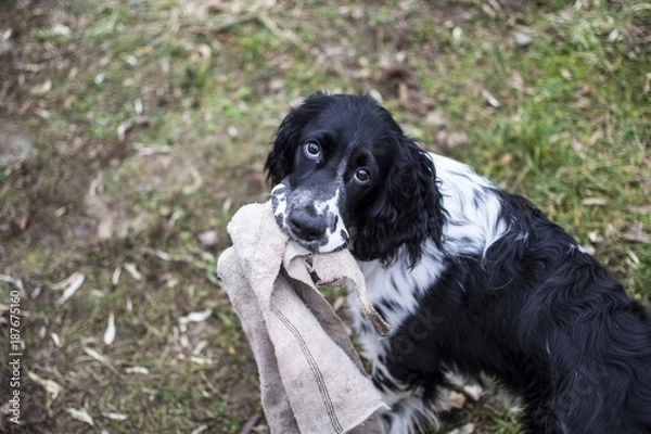 Obraz springer spaniel in the garden