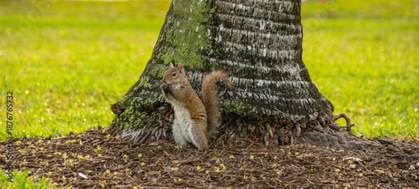 Obraz Miami,  Florida, Ein Eichhörnchen im Park 