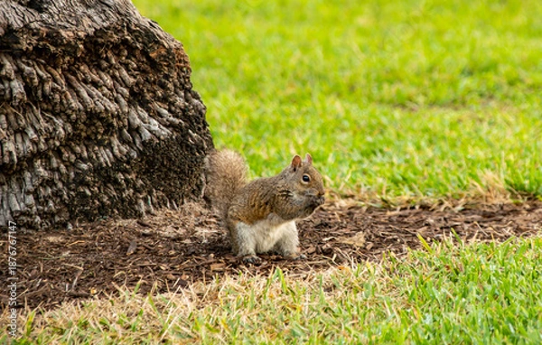 Obraz Miami,  Florida,  Ein Eichhörnchen im Park 