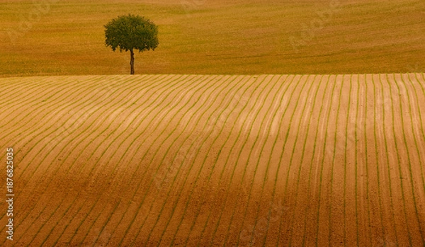 Obraz Einzelener Baum in einem Ackerfeld