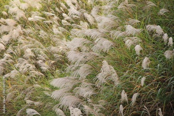 Fototapeta ススキ群生(山形県)