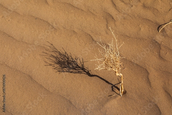 Obraz le sol aride du désert marocain