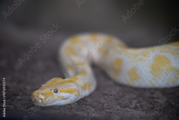 Obraz Albino python resting on dark ground looking