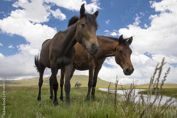 Fototapeta Phonies in the mountains of Lesotho.  They are usually sure-footed, fast, fearless and are known for their stamina.