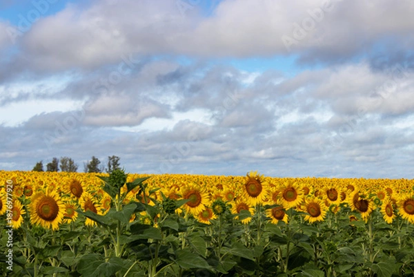 Obraz Campo de girasoles 