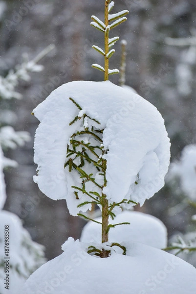Obraz snow covered tree