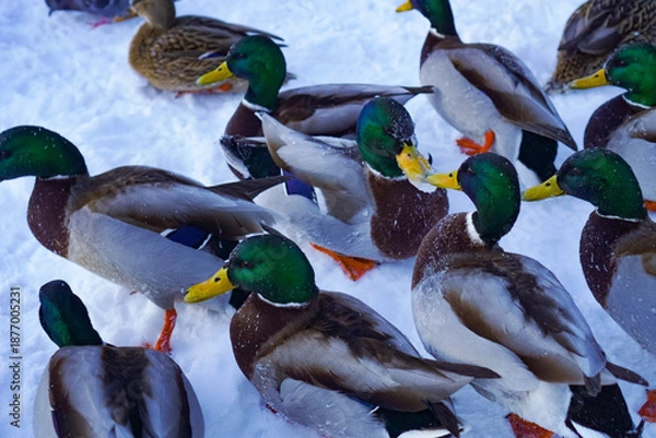 Obraz duck and ducklings