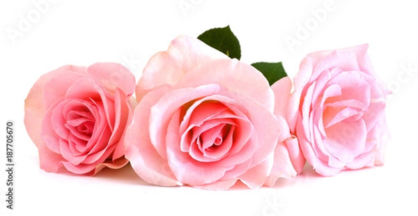 Obraz Bunch of pink roses isolated on white
