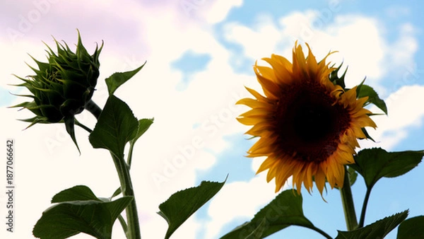 Obraz Backlit sunflower bud and full bloom under clouds.