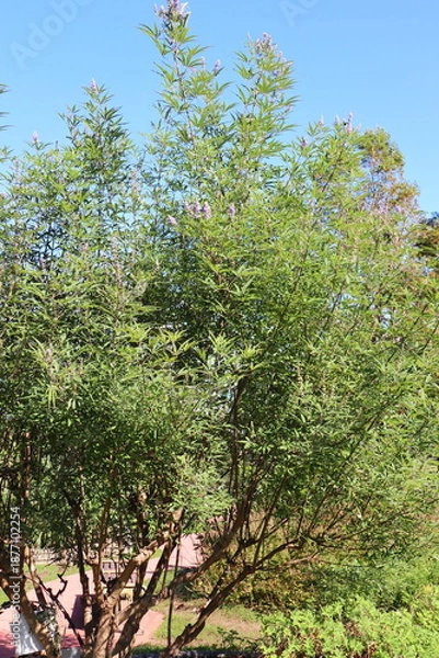 Fototapeta 西洋ニンジンボク　チェストツリー