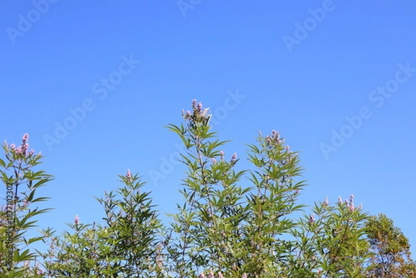 Fototapeta 西洋ニンジンボク　チェストツリー