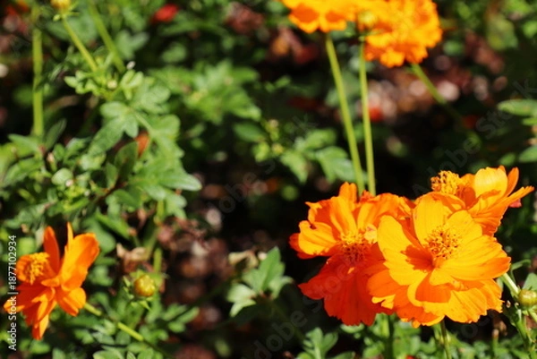 Obraz オレンジ色のキバナコスモス　ロードオレンジ　