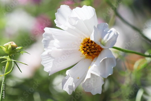 Obraz 筒形の花弁の白いコスモス　シーシェル