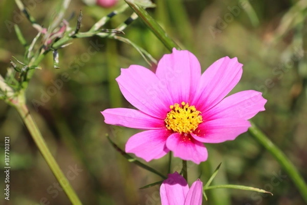 Obraz ピンク色のコスモス　ベルサイユ　スペシャル