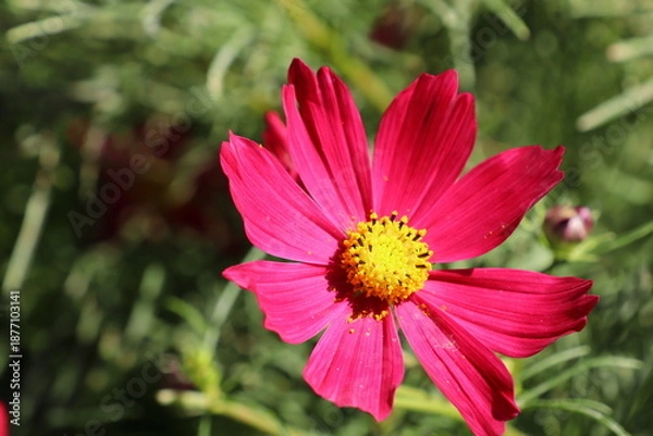 Obraz 赤いコスモスの花　カサノバ