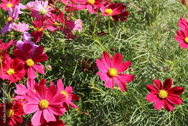 Obraz 赤いコスモスの花　カサノバ