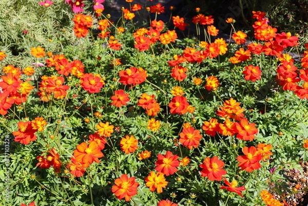 Obraz オレンジ色のキバナコスモス　ロードスカーレット