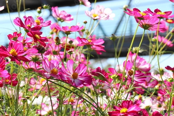 Fototapeta ピンクのコスモス　ダブルクリック　ミックス