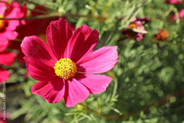 Fototapeta 赤いコスモス　カサノバ