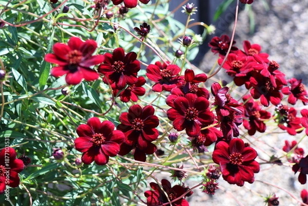 Obraz チョコレートコスモス　チョコモカ