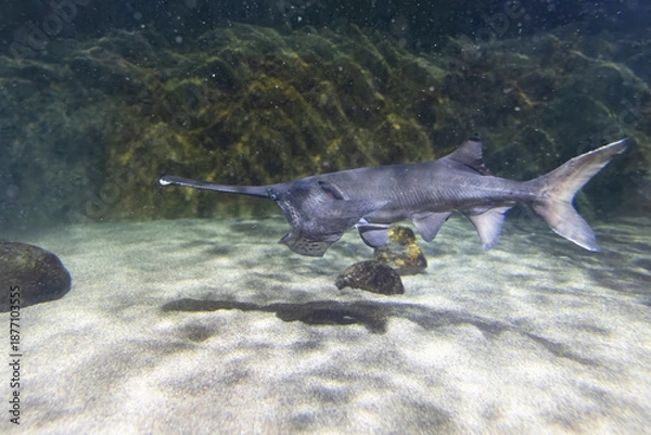 Obraz Paddlefish