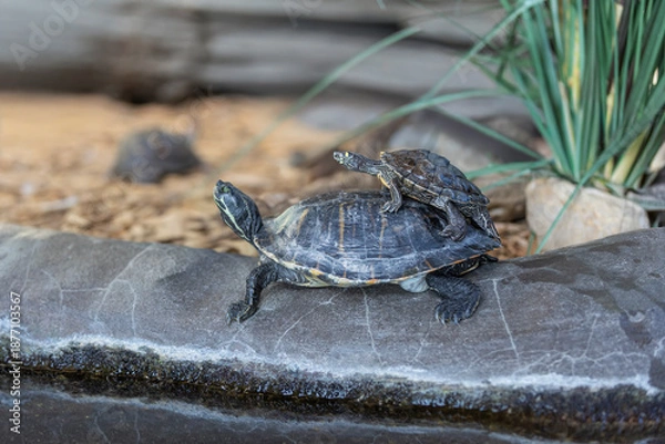 Obraz Two freshwater turtles