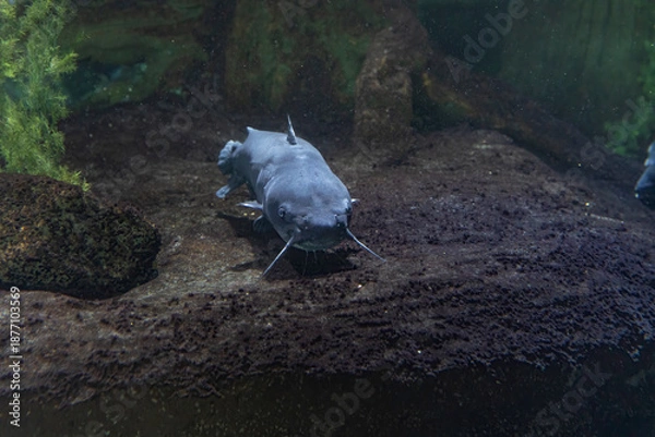 Obraz Channel Catfish