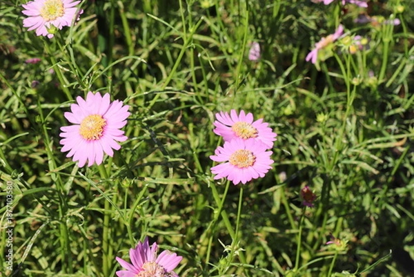 Obraz ピンクのコスモス　ピンクポップソックス