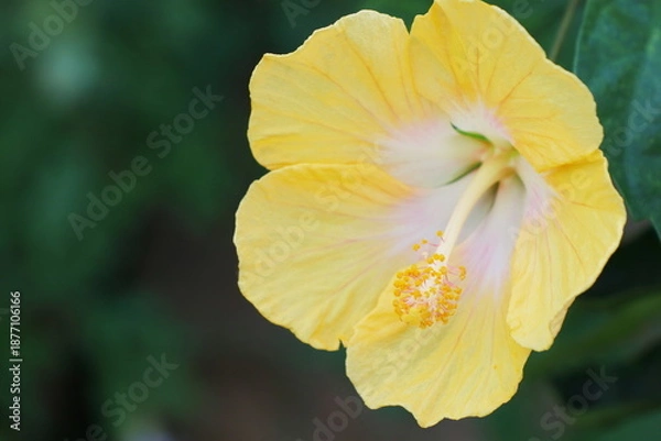 Obraz 黄色いハイビスカスの花　サマーイエロー