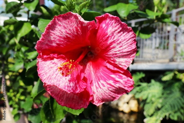 Obraz 赤地に白い模様のハイビスカスの花　K55