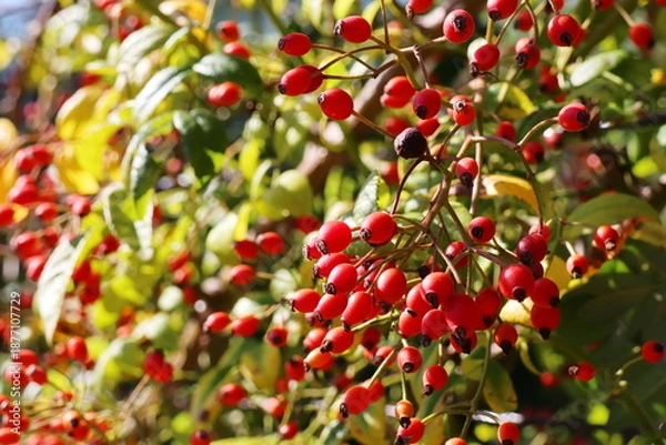 Obraz 蔓バラのシーガルに実る大量の赤いローズヒップ