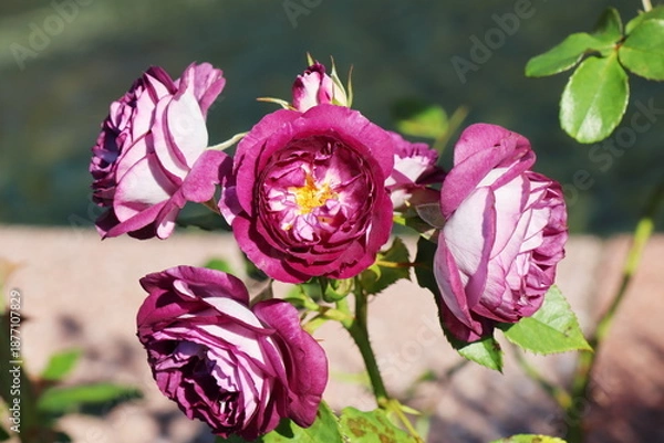 Obraz 赤紫色の薔薇　リナルド