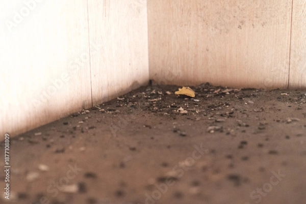 Fototapeta 大量のねずみの糞
