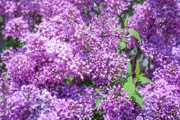 Obraz Blooming lilac twigs, selective focus