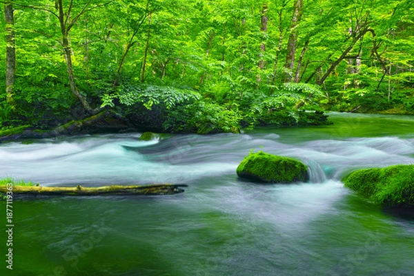 Obraz 青森県十和田市、新緑の奥入瀬渓谷の風景
