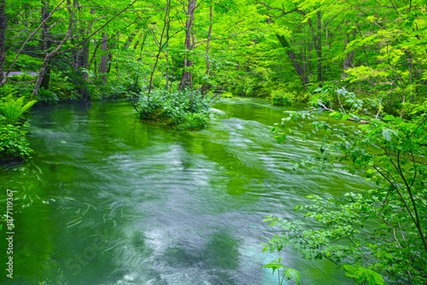 Obraz 青森県十和田市の新緑の奥入瀬渓谷、石ヶ戸の瀬の静かな流れ
