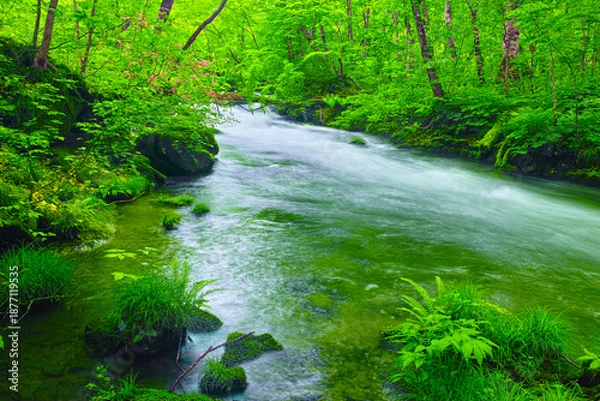 Obraz 青森県十和田市、新緑の満開のヤマツツジが咲く奥入瀬渓谷の風景
