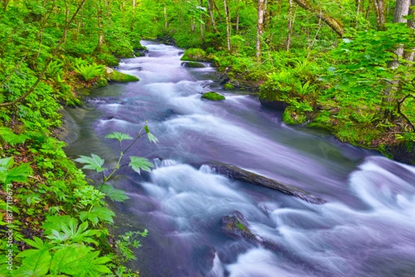 Obraz 青森県十和田市、新緑の奥入瀬渓谷の風景
